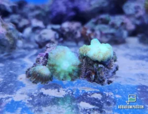 Rhodactis Light Green Mushroom - verde chiaro - Corallo molle facile - 1 disco su frag