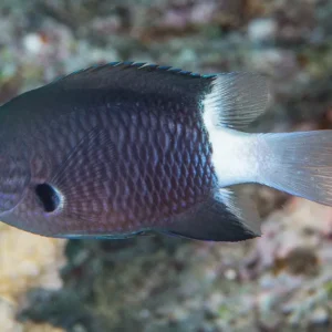 Chromis Margaritifer - Damigella Bicolor - pesce pacifico da branco