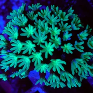 Tubipora Musica Green - verde - Corallo duro LPS facile - frag 5 cm