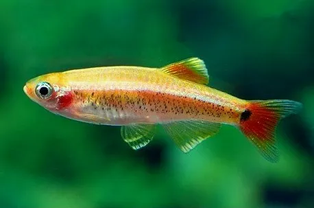 Tanichthys albonubes gold 2 cm - pesce da branco resistente alle basse temperature - Tanictis