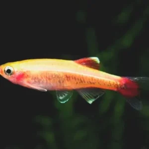 Tanichthys albonubes gold 2 cm - pesce da branco resistente alle basse temperature - Tanictis