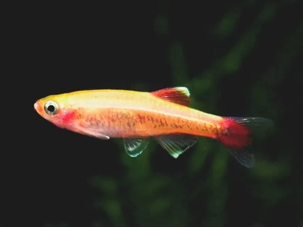 Tanichthys albonubes gold 2 cm - pesce da branco resistente alle basse temperature - Tanictis