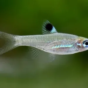 Rasbora Dorsiocellata - Brevibora Macrophthalma - Eyespot Rasbora 1-1,5 cm - Nanofish