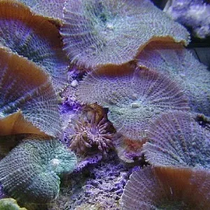 Discosoma sp Green - Bordeaux - Corallo molle facile - 1 disco su frag