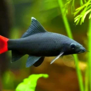 Labeo Bicolor - Squaletto codarossa - 5-6 cm - Epalzeorhynchos bicolor