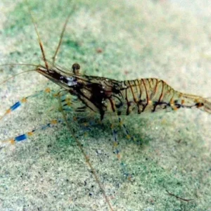Palaemon Elegans - Gamberetto Detritivoro per acquario marino e reef