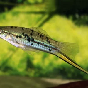 Portaspada Calico mix, xiphophorus helleri green calico 3-5 cm