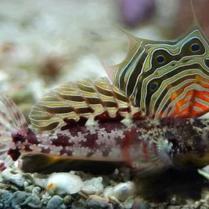 Synchiropus Ocellatus - Pesce mandarino Dragonet - mangia planarie - Neosynchiropus ocellatus