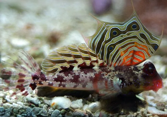 Synchiropus Ocellatus - Pesce mandarino Dragonet - mangia planarie - Neosynchiropus ocellatus