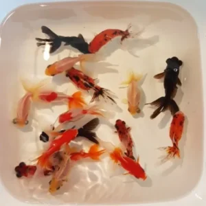 Orifiamma Color mix 4-6 cm - Oranda - Pesce rosso - Carassius auratus