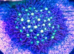 Pachyclavularia violacea XL 10-15 cm center green neon polipi viola premium - Corallo molle facile
