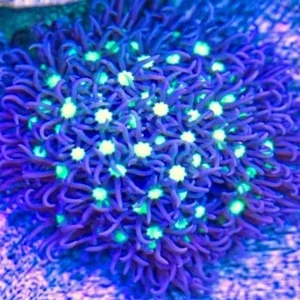 Pachyclavularia violacea XL 10-15 cm center green neon polipi viola premium - Corallo molle facile