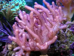 Cladiella pink - Corallo molle facile - frag 5 cm