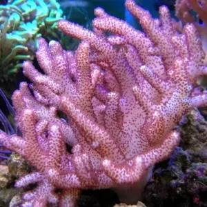 Cladiella pink - Corallo molle facile - frag 5 cm