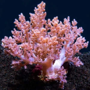 Dendronephthya sp. Cauliflowers Branch - Tree Pink - Corallo molle facile - frag 5 cm