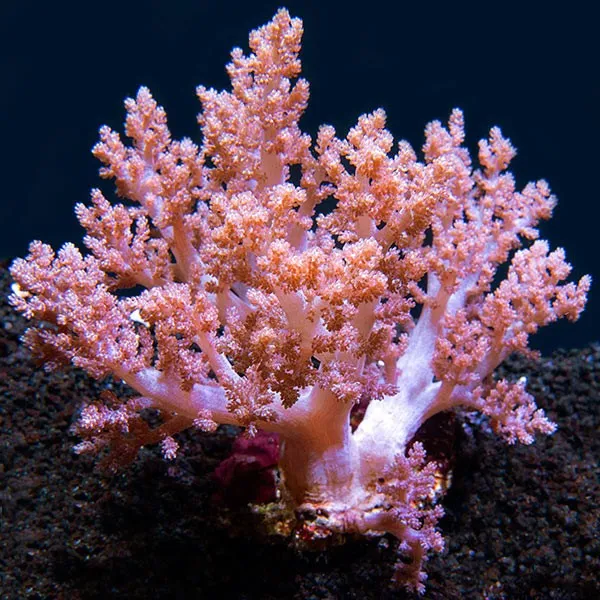 Dendronephthya sp. Cauliflowers Branch - Tree Pink - Corallo molle facile - frag 5 cm