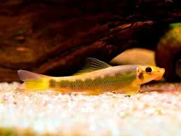 Gyrinocheilus aymonieri bicolor black-gold 4-5 cm - Pesce pulitore mangia-alghe nere