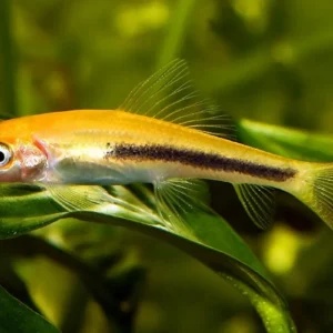 Gyrinocheilus aymonieri bicolor black-gold 4-5 cm - Pesce pulitore mangia-alghe nere