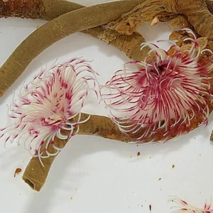 Spirografo Sabellastarte sp. red-white - rosso e bianco