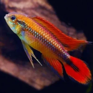 Apistogramma Agassizii double red 3-5 cm - Ciclidi nani