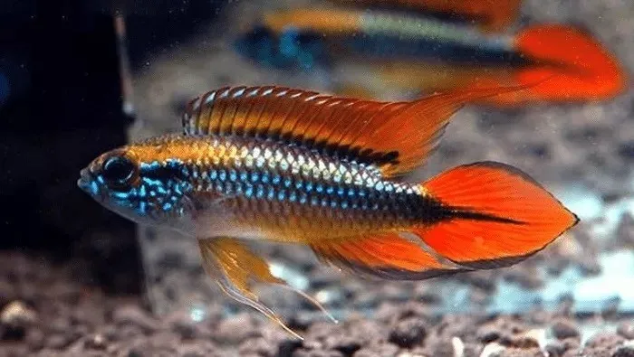Apistogramma Agassizii double red 3-5 cm - Ciclidi nani