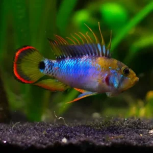 Apistogramma Baenschi - Inca 3-5 cm - Ciclidi nani