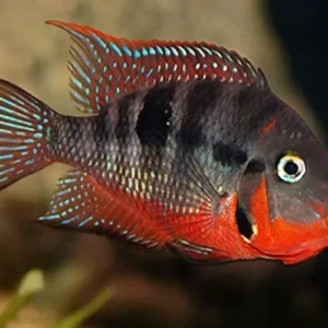 Cichlasoma Meeki 3-6 cm - Ciclide dalla bocca di fuoco - Ciclidi Americani