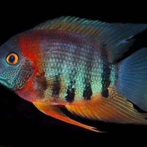 Heros Severum Rotkeil 3-6 cm - Cichlasoma severum - Ciclidi Americani