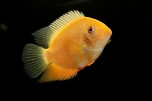 Heros Severum Gold 3-6 cm - Cichlasoma severum - Ciclidi Americani