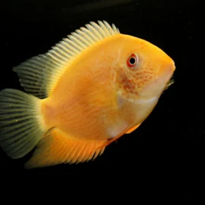 Heros Severum Gold 3-6 cm - Cichlasoma severum - Ciclidi Americani