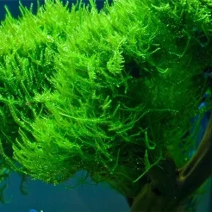 MUSCHIO Vesicularia Reticulata - Erect Moss 6x6 cm