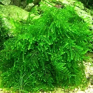 MUSCHIO Vesicularia sp. Anchor Moss 6x6 cm