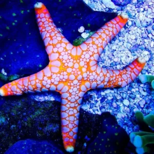 Fromia elegans blocked starfish 8 cm - Stella marina