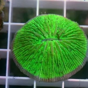 Fungia Shocking Green Australia - Corallo duro LPS facile