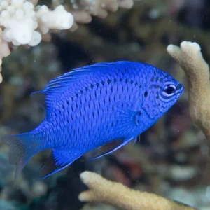 Chrysiptera Springeri - Damigella azzurro zaffiro