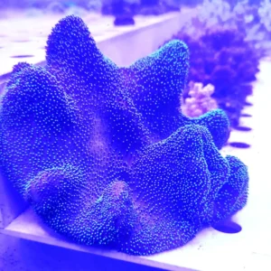 Sarcophyton Green Fluo XXL - 30 cm circa - FOTO REALI - Corallo molle facile