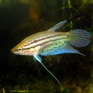 Trichopsis Vittata - Croaking Gourami Vittatus 2 - 3 cm - Nanofish
