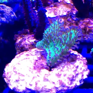 Lobophytum green fluo Australia - verde - Corallo molle facile -  frag 4-6 cm