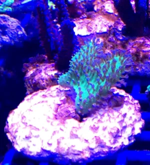 Lobophytum green fluo Australia - verde - Corallo molle facile -  frag 4-6 cm