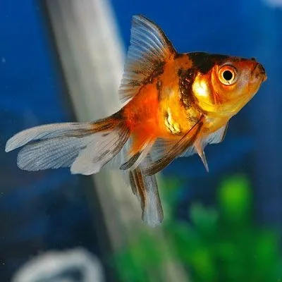 Orifiamma Calico 4-6 cm - Oranda - Pesce rosso - Carassius auratus