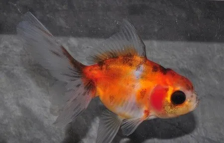 Orifiamma Calico 4-6 cm - Oranda - Pesce rosso - Carassius auratus