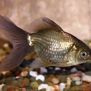 Orifiamma Bronze 4-6 cm - Oranda - Pesce rosso - Carassius auratus