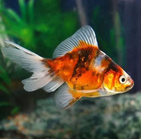 Orifiamma Calico 4-6 cm - Oranda - Pesce rosso - Carassius auratus