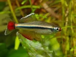Tanichthys Micagemmae 2 cm - pesce da branco resistente alle basse temperature - Tanictis