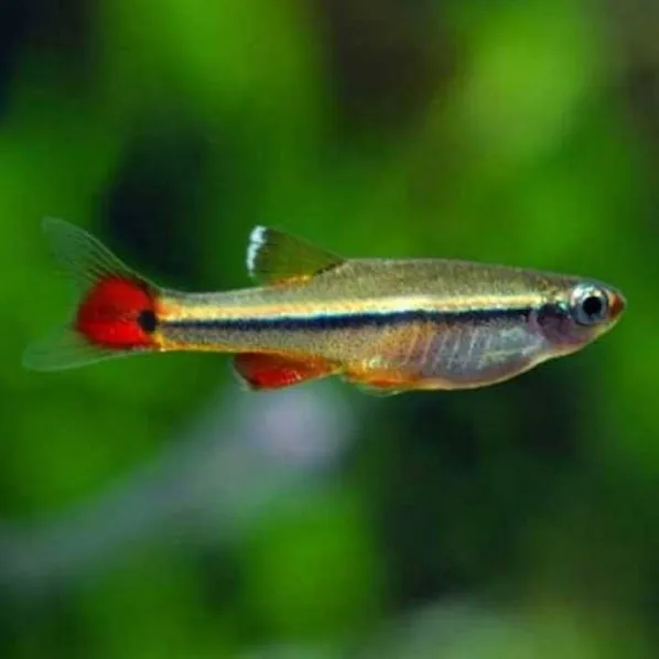 Tanichthys Micagemmae 2 cm - pesce da branco resistente alle basse temperature - Tanictis