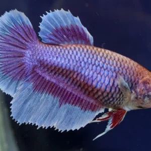 Betta splendens Halfmoon femmina color mix, pesce combattente femmina