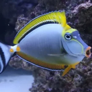 Naso Elegans Blonde - Pesce unicorno federica alghivoro