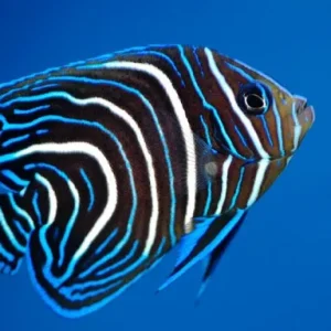 Pomacanthus Semicirculatus Juvenile - Pesce angelo parentesi tonda