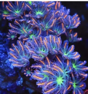 Clavularia Papaya Orange premium - Corallo molle facile - frag di 5 cm