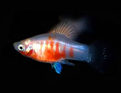 Platy Red Tiger, xiphophorus maculatus 3 cm